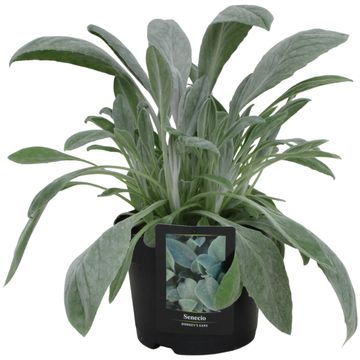 Senecio niveoaureus DONKEY'S EARS