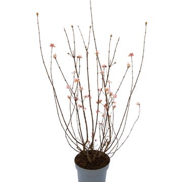 Viburnum x bodnantense 'Charles Lamont'