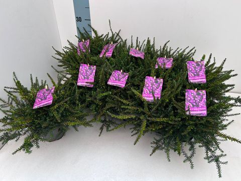 Erica x darleyensis 'Kramer's Rote'