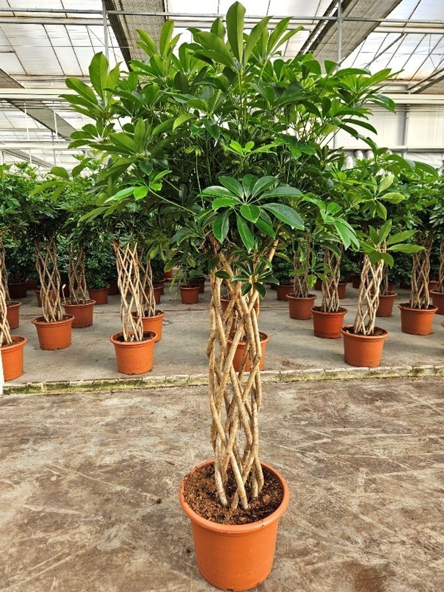 Schefflera arboricola 'Компакта' — Растения Оптовая FlorAccess