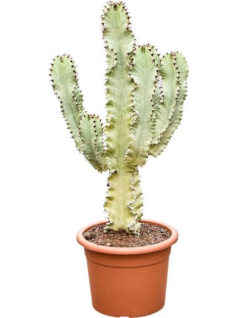 Euphorbia ingens marmorata