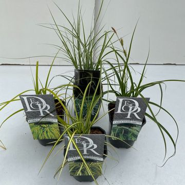 Carex MIX