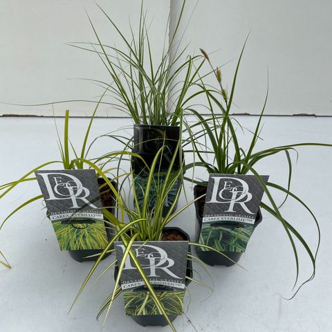 Carex MIX