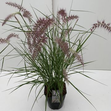 Pennisetum orientale 'Karley Rose'