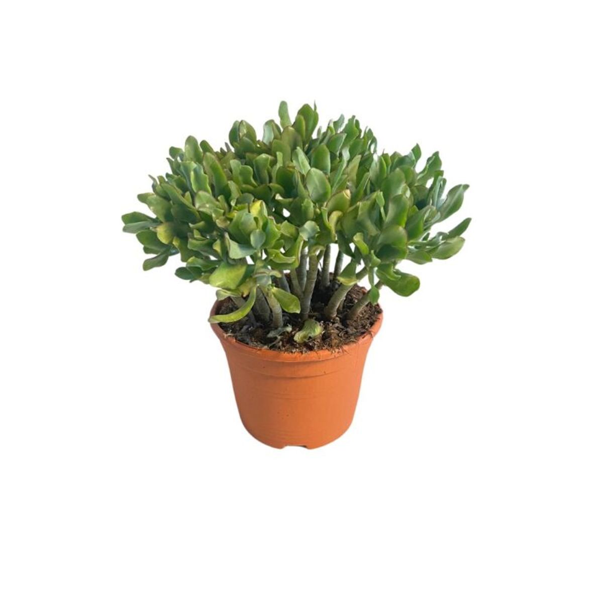 Crassula arborescens — Plant Wholesale FlorAccess