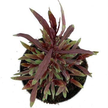 Gaura lindheimeri BABY BUTTERFLY DARK PINK