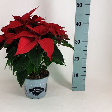 Euphorbia pulcherrima CHRISTMAS FEELINGS