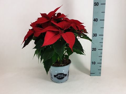 Euphorbia pulcherrima CHRISTMAS FEELINGS