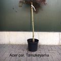 Acer palmatum 'Tamukeyama'