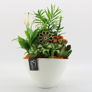 Ετοιμασίες Houseplants