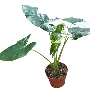 Alocasia macrorhiza Variegata