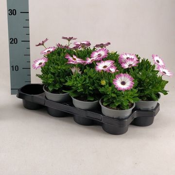 Osteospermum MARGARITA PINK FLARE