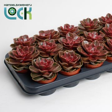 Echeveria 'Magic Red'