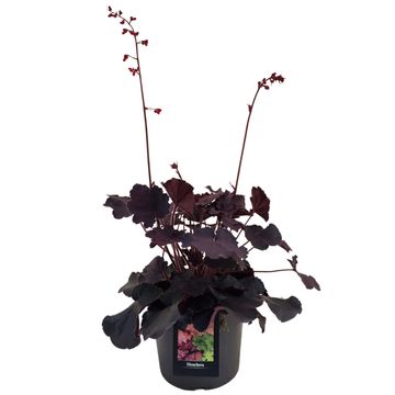 Heuchera 'Black Taffeta'