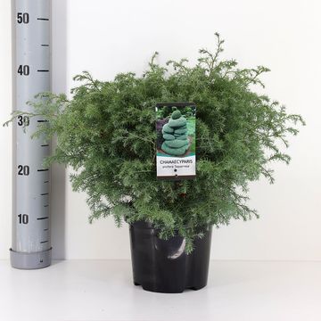 Chamaecyparis pisifera 'Squarrosa'