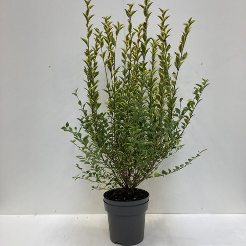 Ligustrum ovalifolium 'Aureum'