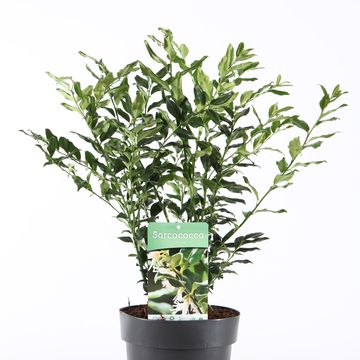 Sarcococca confusa