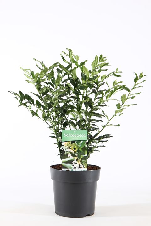 Sarcococca confusa