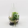 Arrangement Basic Fundamentals Terrarium