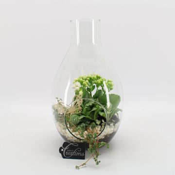 Arreglo  Basic Fundamentals Terrarium