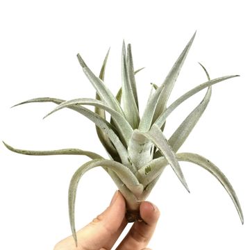 Tillandsia harrisii