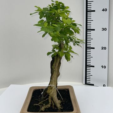 Duranta erecta