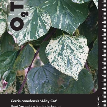 Cercis canadensis 'Alley Cat'