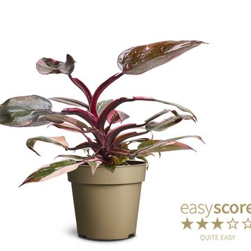 Filodendro 'Pink Marble'