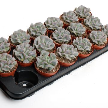 Echeveria 'Monica'