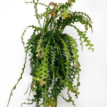 Epiphyllum anguliger