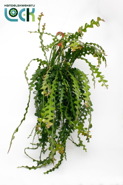 Epiphyllum anguliger