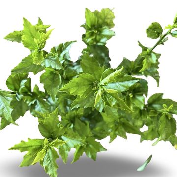 Hibiscus syriacus 'Woodbridge'