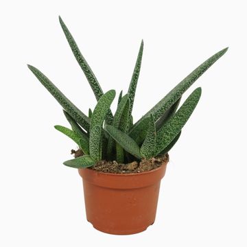 Gasteria carinata verrucosa