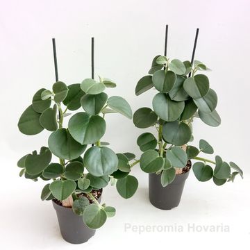 Peperomia 'Hovaria'