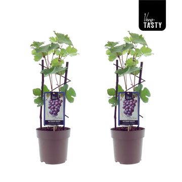 Vitis 'Eddy's Blue Wonder'