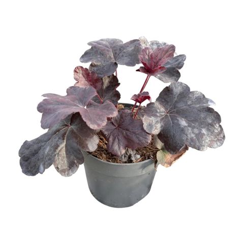 Heuchera 'Obsidian'
