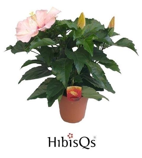 Hibiscus rosa-sinensis 'Adonicus Pearl'