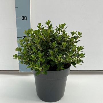 Rhododendron 'Anouk' (AJ)