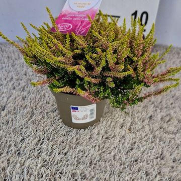 Calluna vulgaris GARDEN GIRLS GOLDEN ANGIE