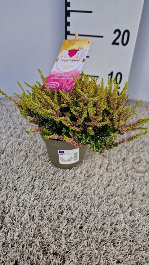 Calluna vulgaris GARDEN GIRLS GOLDEN ANGIE