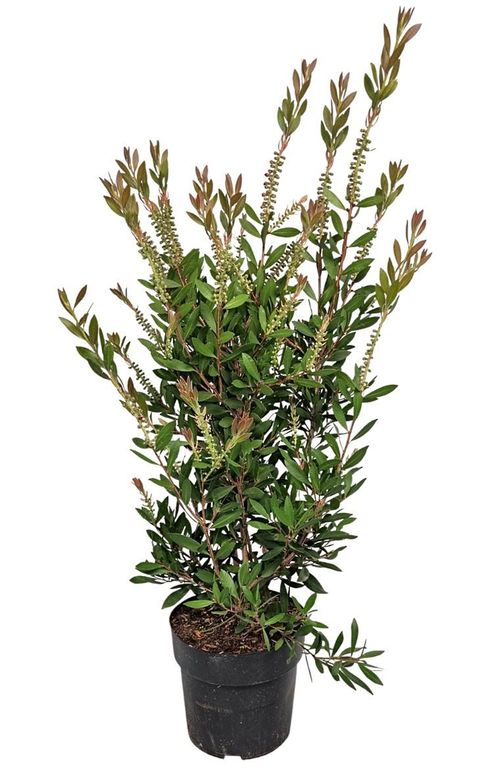 Callistemon citrinus 'Splendens'