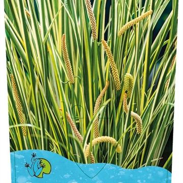 Acorus calamus