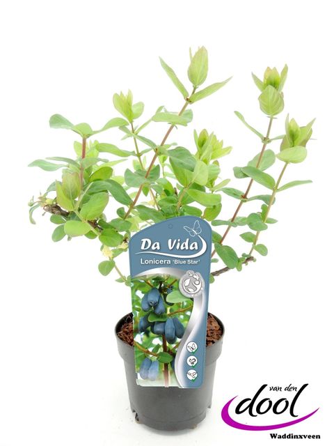 Lonicera caerulea 'Blue Star'