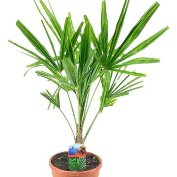 Trachycarpus fortunei