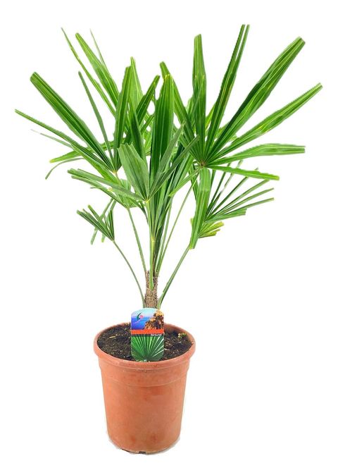 Trachycarpus fortunei