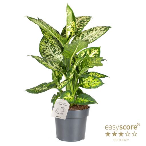 Dieffenbachia 'Sublime'