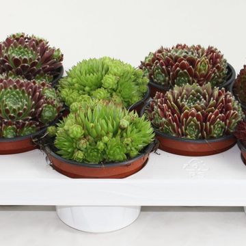 Sempervivum MIX