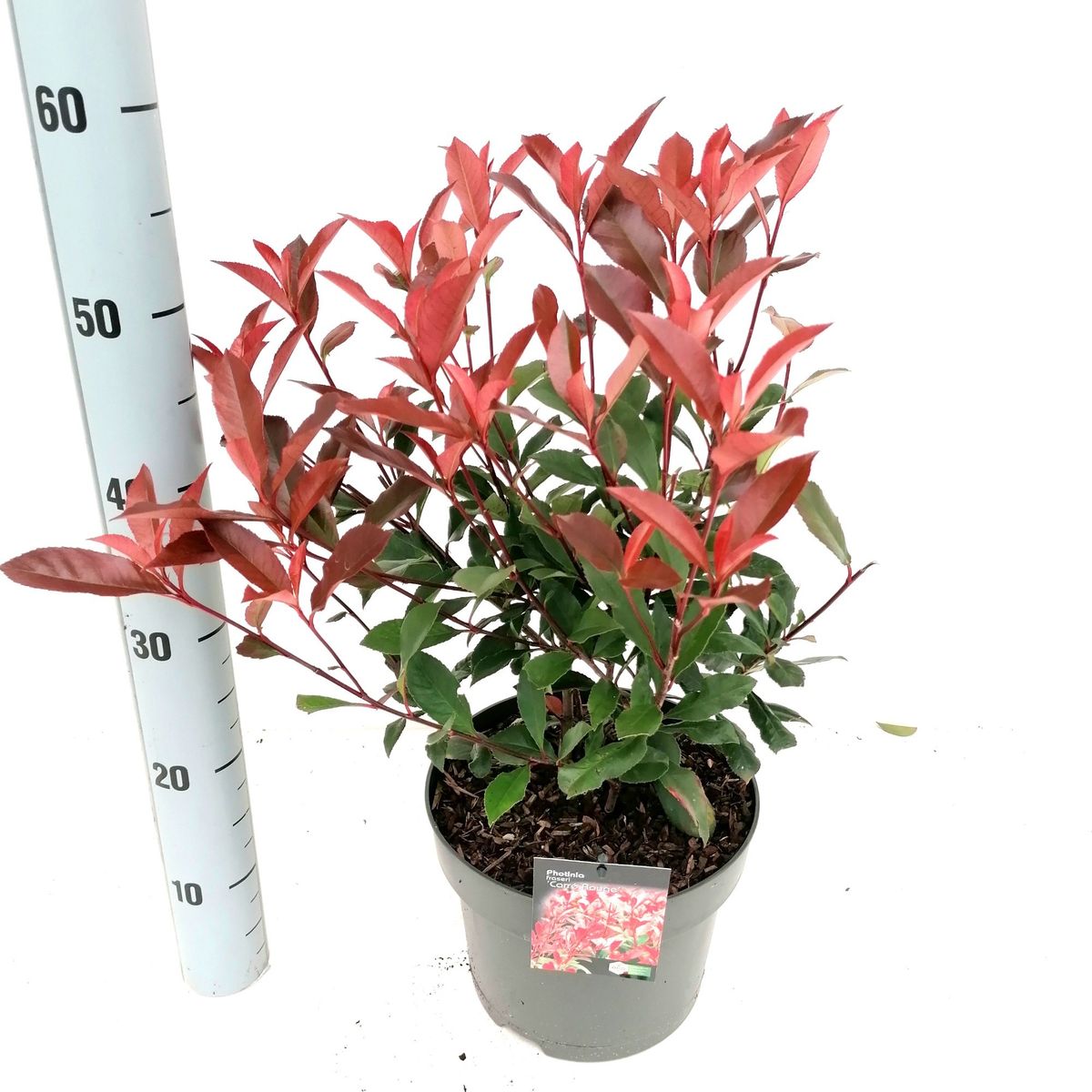 Photinia x fraseri CARR ROUGE  Pflanzengrohandel FlorAccess