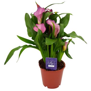 Zantedeschia 'Samur'