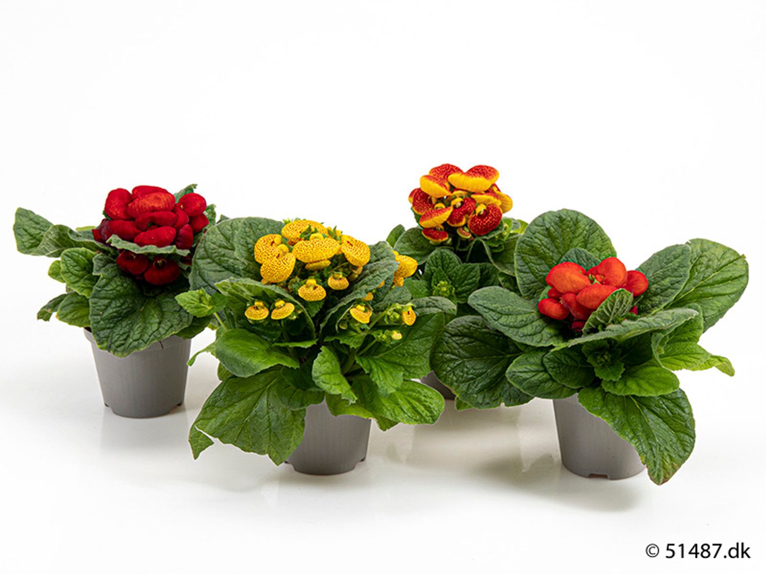 Calceolaria MIX — Plant Wholesale FlorAccess